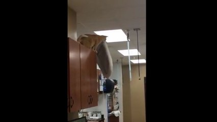 Un chat saute avec son coussin