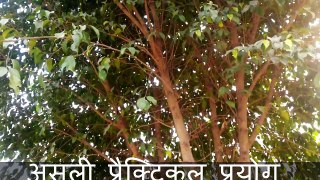 चमत्कारी वनस्पति ब्रह्मदंडी का कमाल का तांत्रिक उपयोग Chamatkari Vanaspati Brhmdandi ka Kamaal