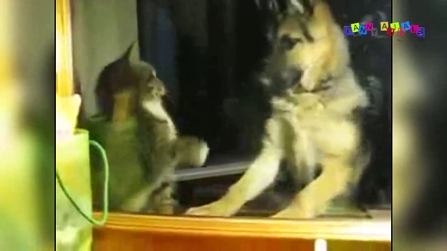 Смешное видео про собак и кошек.#1