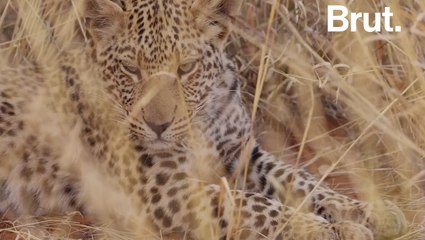 Les géants du web forment une coalition pour défendre les animaux