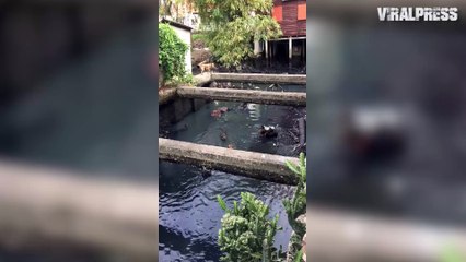 Pet Dogs Gang Up On Monitor Lizard