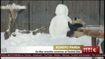 Giant panda wrestles snowman at Toronto Zoo