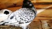 Best breeding fancy pigeons wood cages & breeding pigeons ( birds videos)