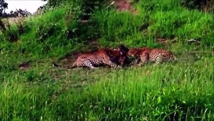 When wild boar becomes easy prey for crocodiles and tigers