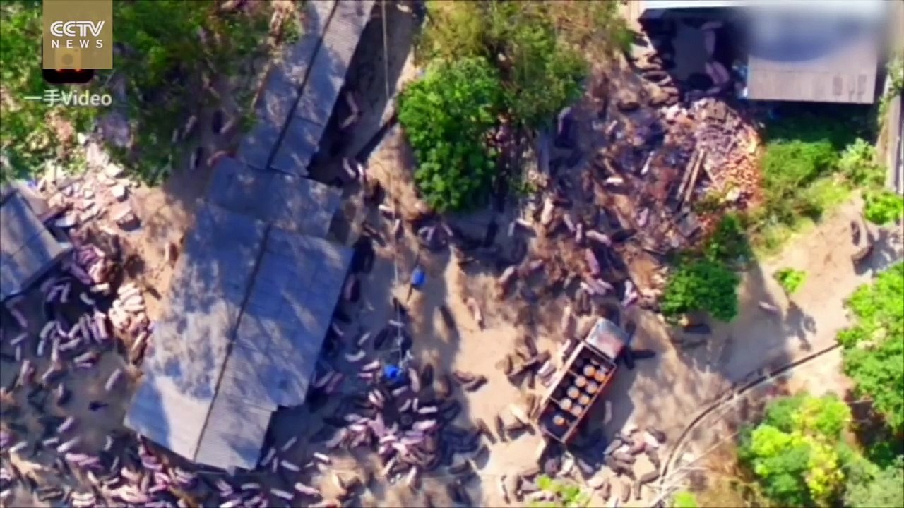 Footage: Demolition of illegal farm in S China leaves pigs homeless