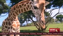 Uganda boasts growing population of giraffes despite concerns of extinction
