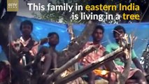 Indian villagers live in trees to escape elephants