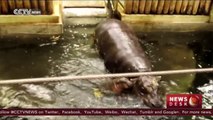 UK zoo celebrates birth of rare pygmy hippo