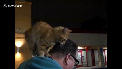 Stray cat sits on man’s shoulder like a parrot