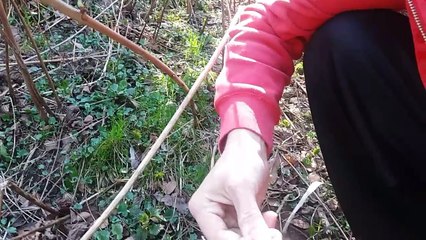 Rosliny Jadalne wczesna wiosna --%29