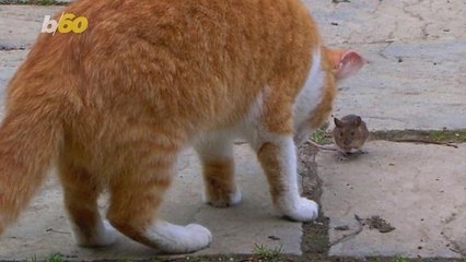 Why Do Cats Bring Dead Animals Into the House?