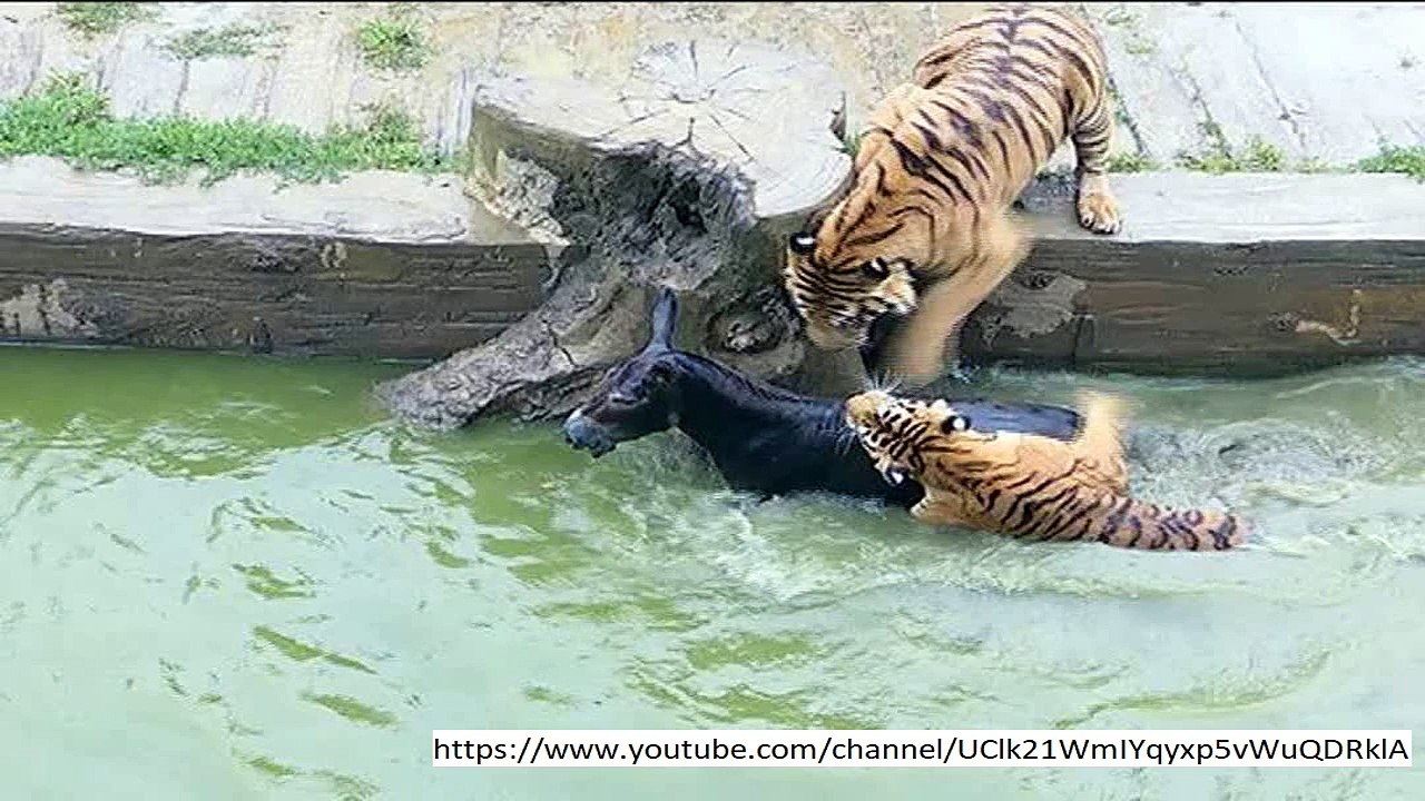 Horror as custodian eaten eager by cougar at Chinese zoo