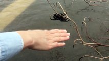 Il sauve une araignée géante pendant les inondations dans le Queensland