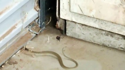 下载视频: Ce serpent se fait piéger dans la toile d'une araignée redback