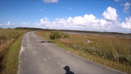 Il pensait que c'etait un bout de bois laissé au milieu de la route... C'est un crocodile