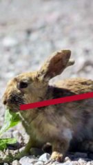 PETA is offering a reward for information in Las Vegas rabbit deaths