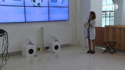 ARCHIVES: Achille, chat sourd, pronostiqueur officiel du Mondial