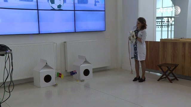 ARCHIVES: Achille, chat sourd, pronostiqueur officiel du Mondial