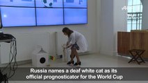 WC-2018/FILE: Russia picks deaf museum cat as World Cup oracle