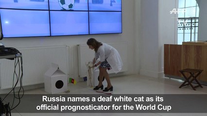 WC-2018/FILE: Russia picks deaf museum cat as World Cup oracle