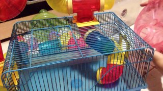 Belinha minha Hamster! Montando a gaiola de tubos