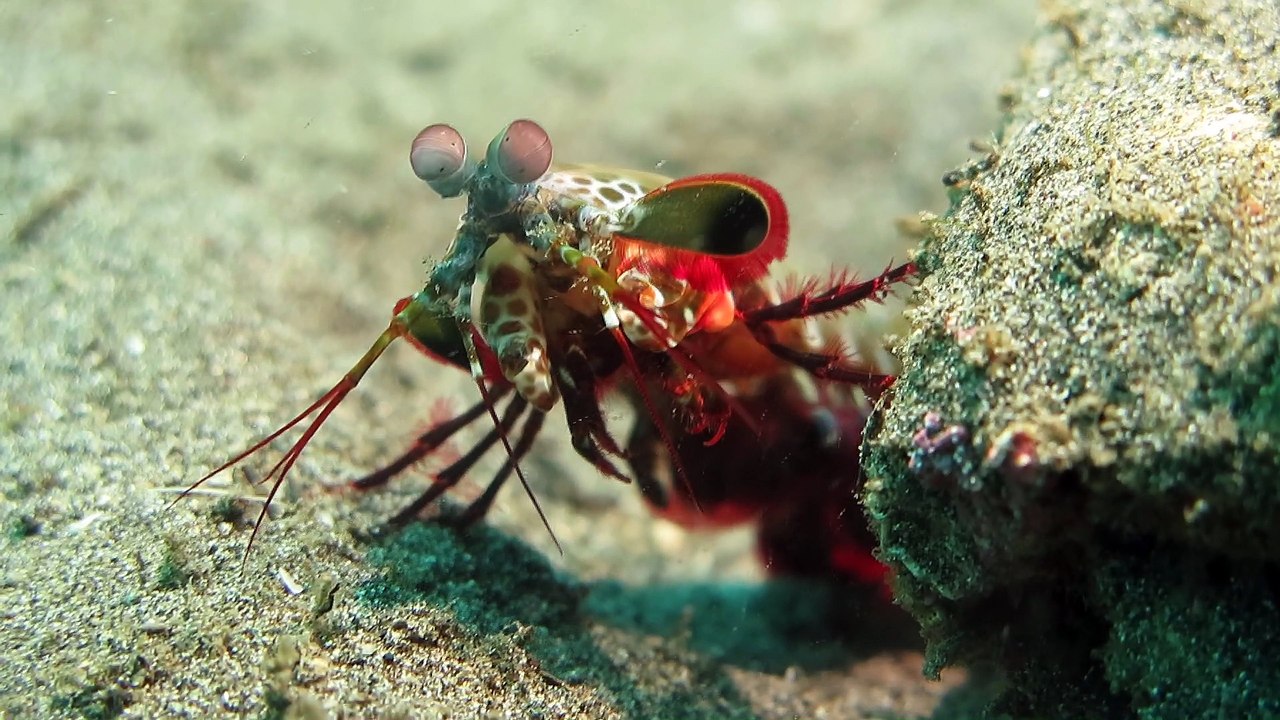 Mantis Shrimp Swimming