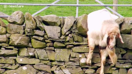 Goat gets himself into a tight situation on stone wall