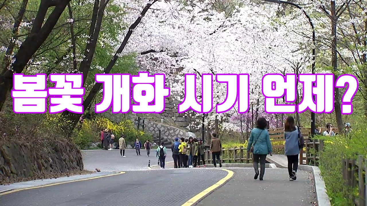 [자막뉴스] 지역별 봄꽃 개화 시기 알려드릴게요! / YTN