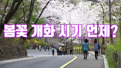 [자막뉴스] 지역별 봄꽃 개화 시기 알려드릴게요! / YTN