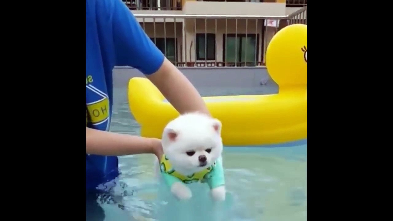 Cute Pomeranian Puppies - Cutest Dogs Videos Compilation 2017