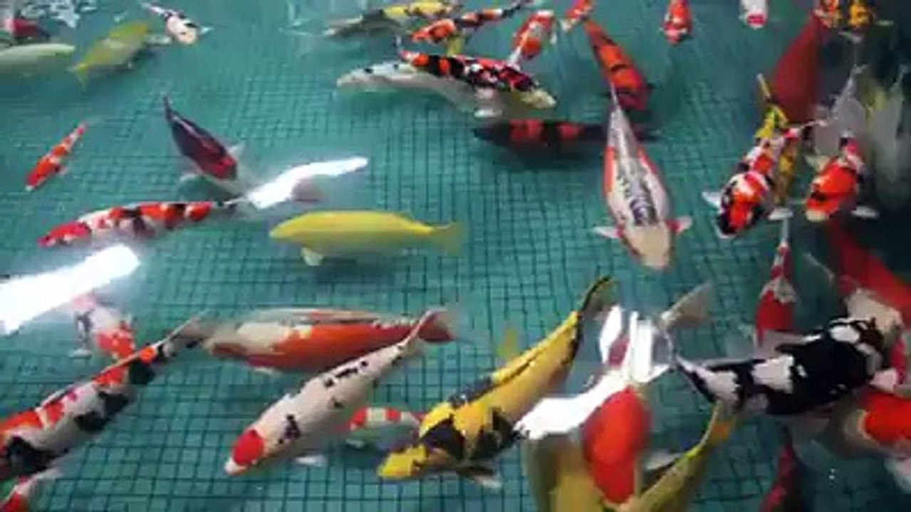 Rare fishes