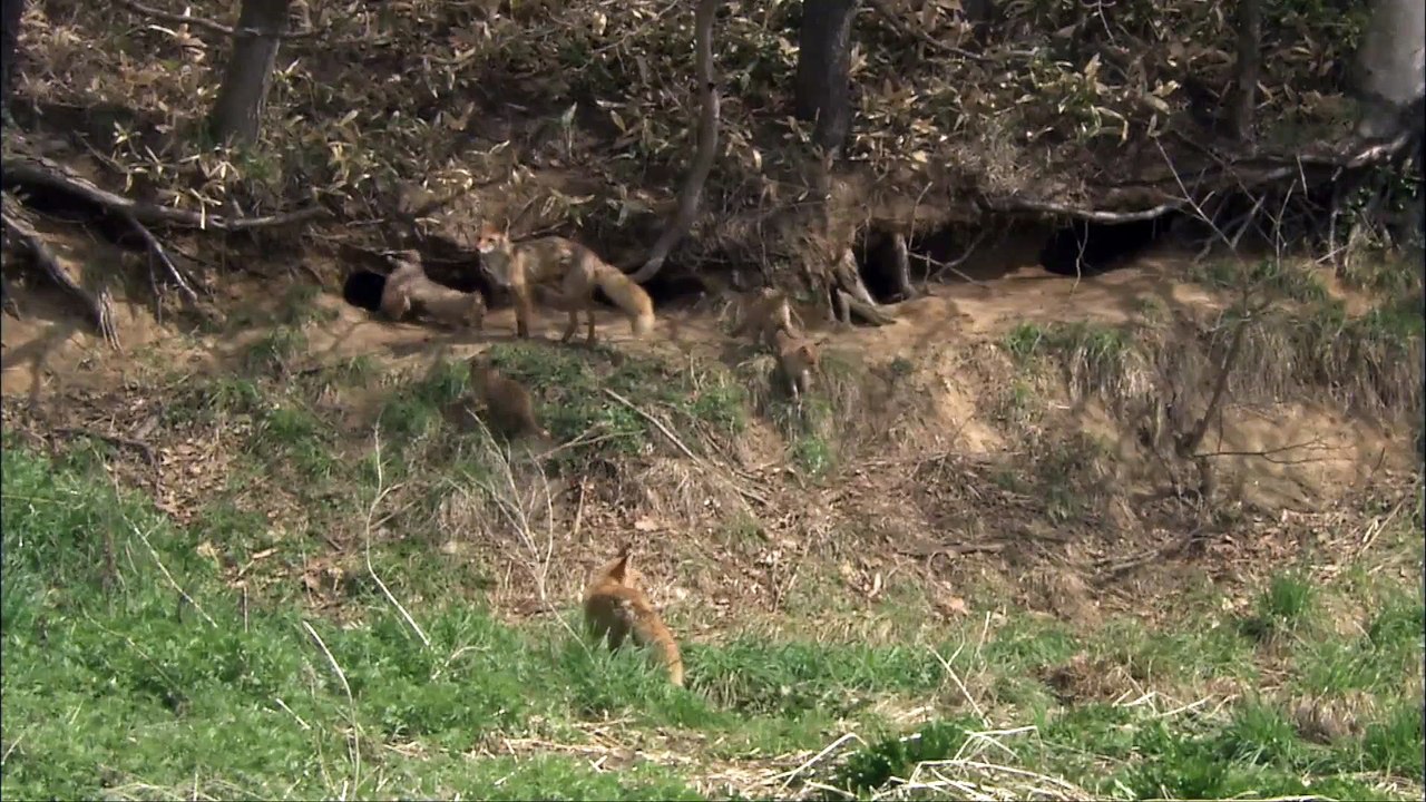 NHK Wildlife Collection 1 5of6 Hokkaido Red Fox