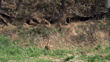 NHK Wildlife Collection 1 5of6 Hokkaido Red Fox