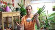 Aloe Vera - Repotting and Care