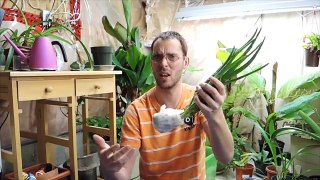 Aloe Vera - Repotting and Care