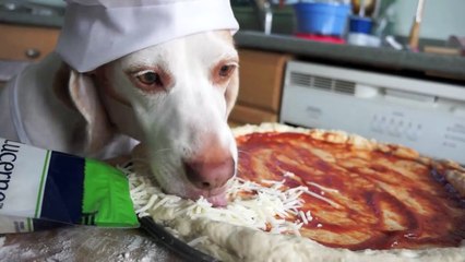 Dog Makes Pizza- Cute Dog Maymo