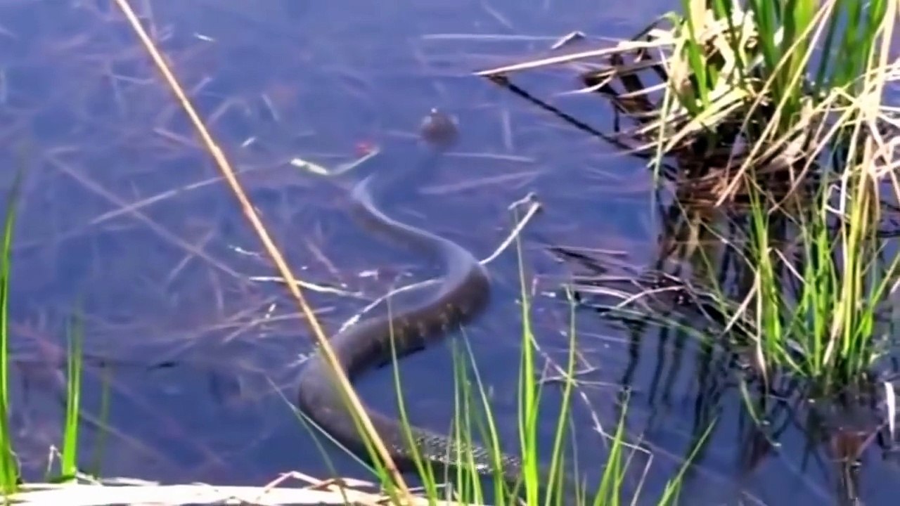 A strange turtle devouring everything !!