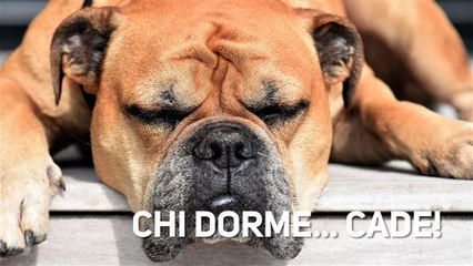I cani sono come noi: anche loro, infatti...