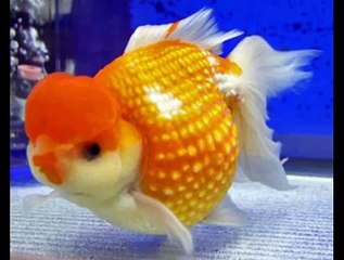 Ultimate Guide to Pearlscale Goldfish 🐟: Care, Tips, and More