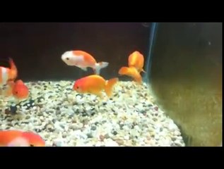 Everything about Ranchu Goldfish
