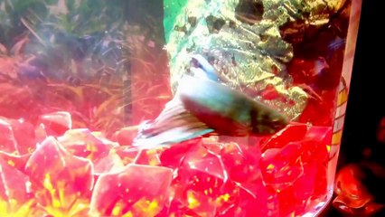 MY NEW BETTA FISH (FIGHTER)