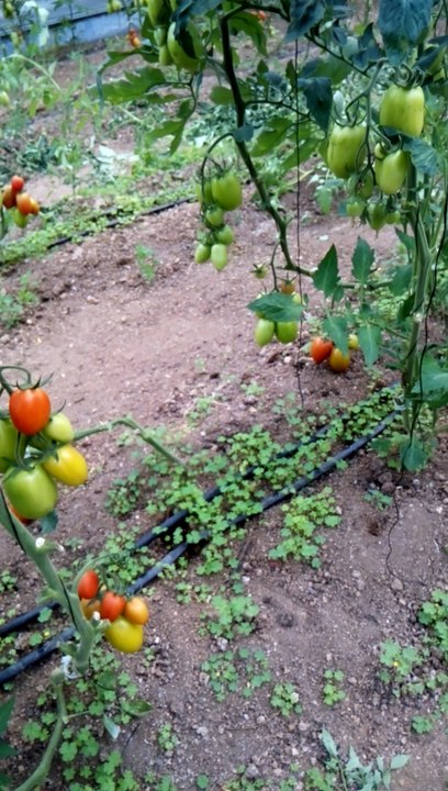 CULTIVO DE JITOMATE ORGÁNICO EN INVERNADERO