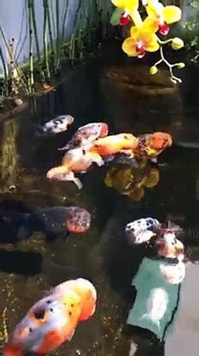 Những chú cá vàng "béo nục mỡ" và sự thật bất ngờ về chúng khiến cộng đòng mạng thích thú