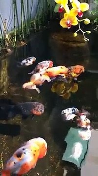 Những chú cá vàng béo nục mỡ và sự thật bất ngờ về chúng khiến cộng đòng mạng thích thú