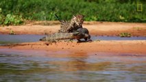 Crocodile VS Jaguar - Combat de titans