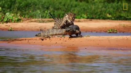 Crocodile VS Jaguar - Combat de titans