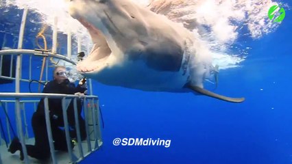 Download Video: Ce plongeur dans une cage se retrouve face à un énorme requin blanc et lui caresse le nez