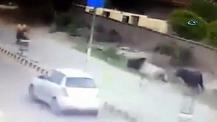 - Hindistan’da Boğa Motosiklete Saldırdı