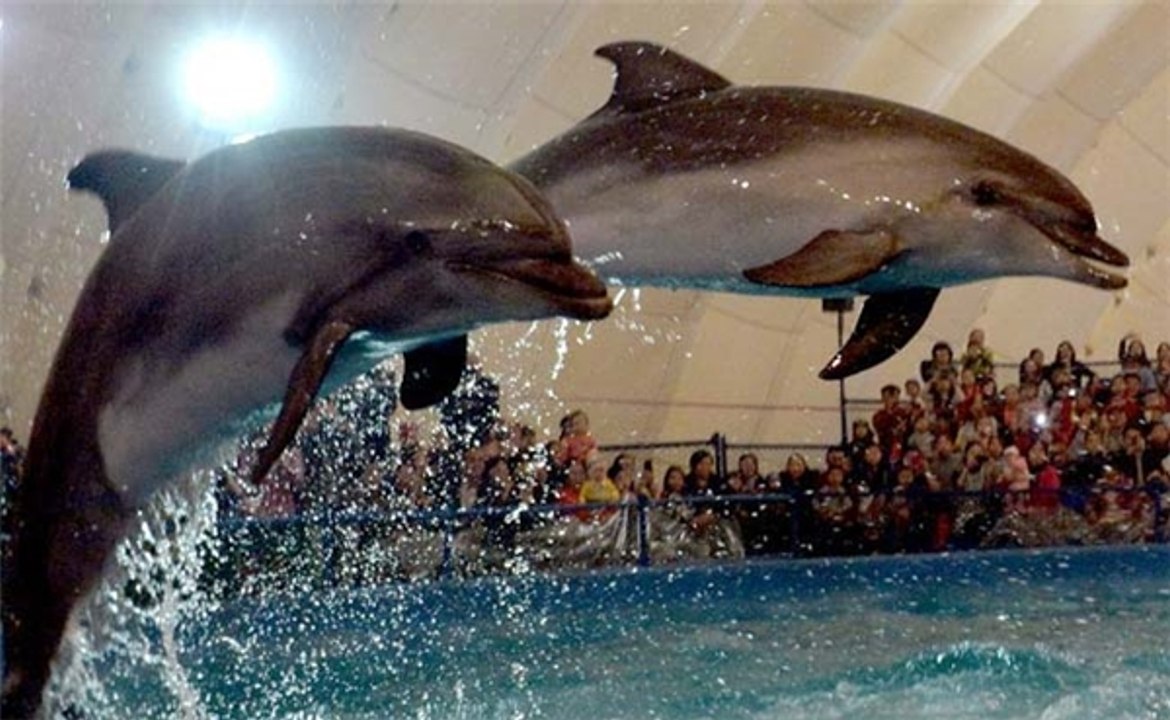 Dolphin Days (Full Show) at SeaWorld San Diego on 30-10-2017