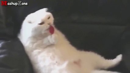 Funny Cats Acting Like Humans Compilation 2018